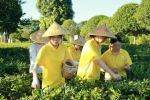 晴日入茶园，指尖拾新茶——湖南工商大学“青衿茗志”实践团茶园采茶实践纪实